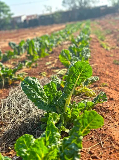 Crop rows from the province, part of the 2025 Indaba image gallery