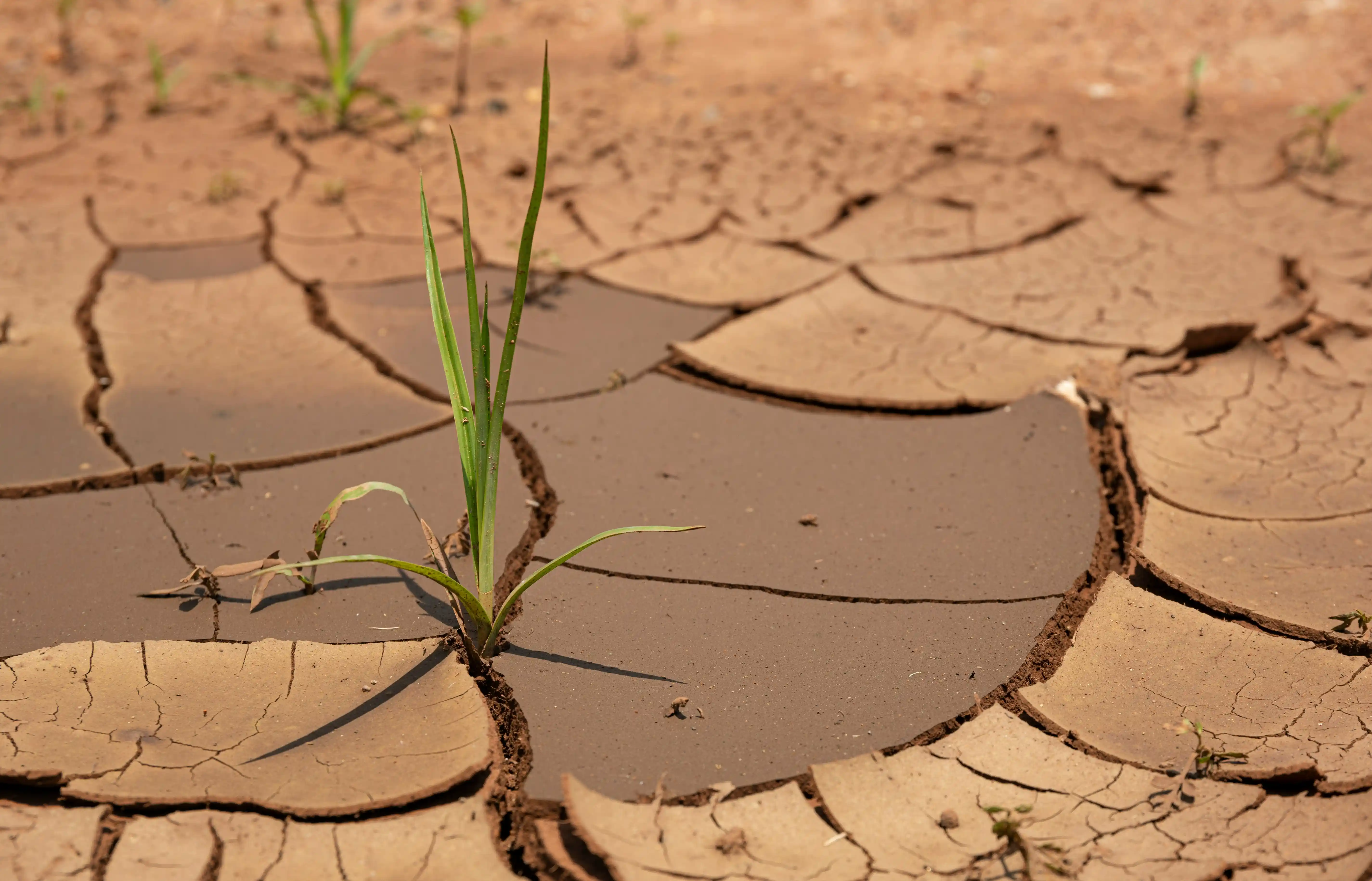 New grass shoots growing through cracked, drought-stricken soil
