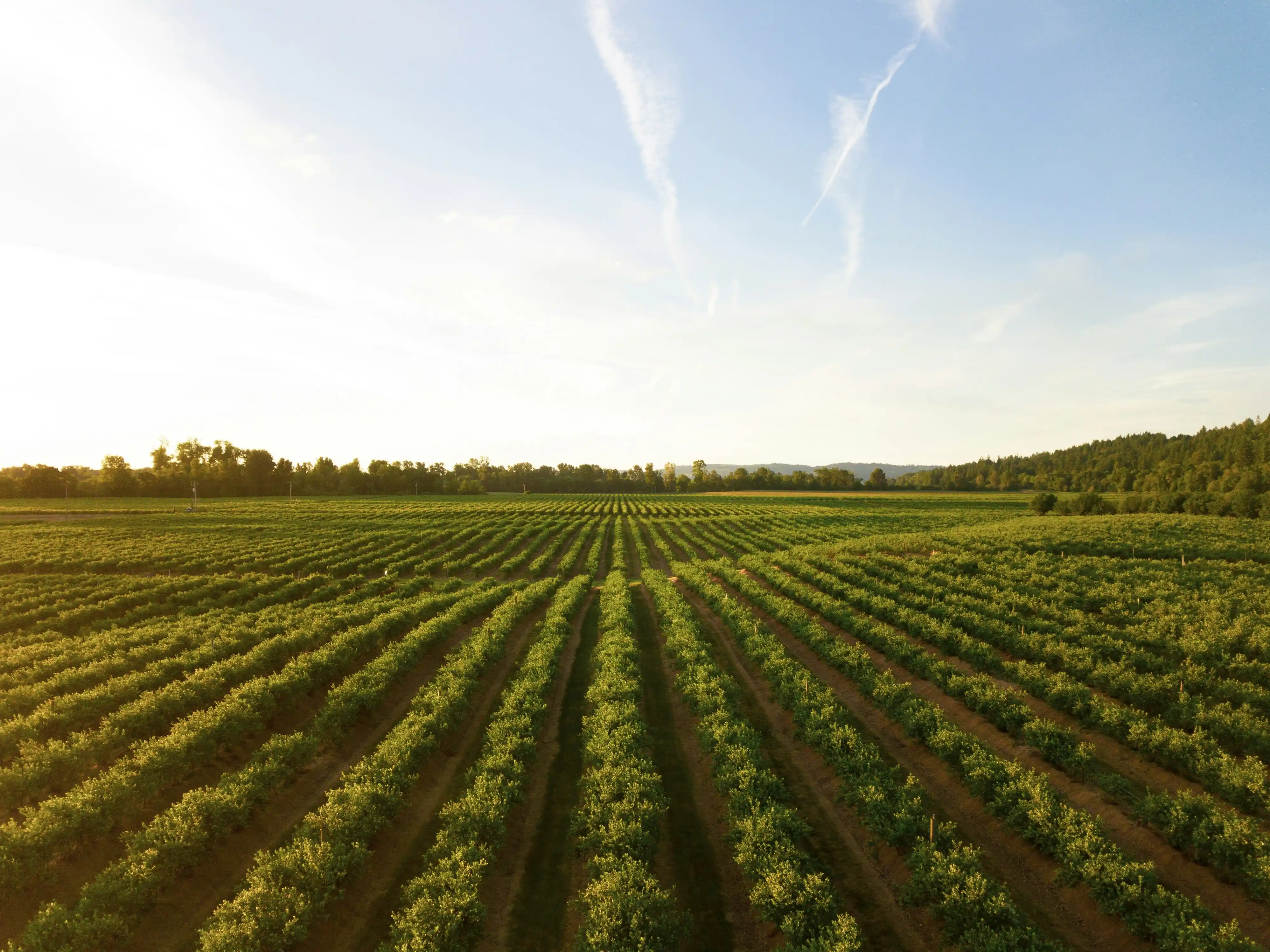 Aerial view of green crop rows at sunset