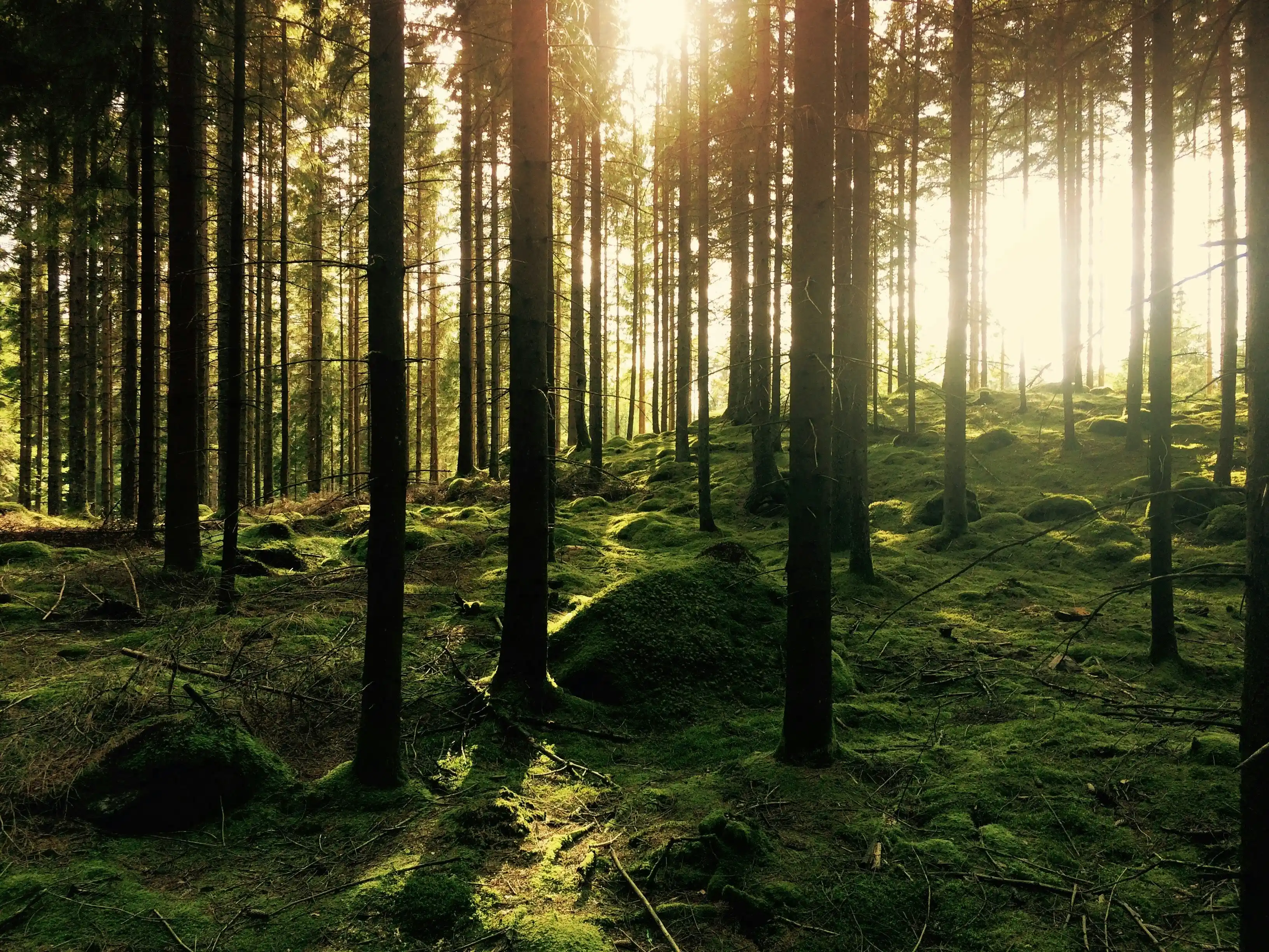 Sunlight filtering through a forest onto a mossy floor