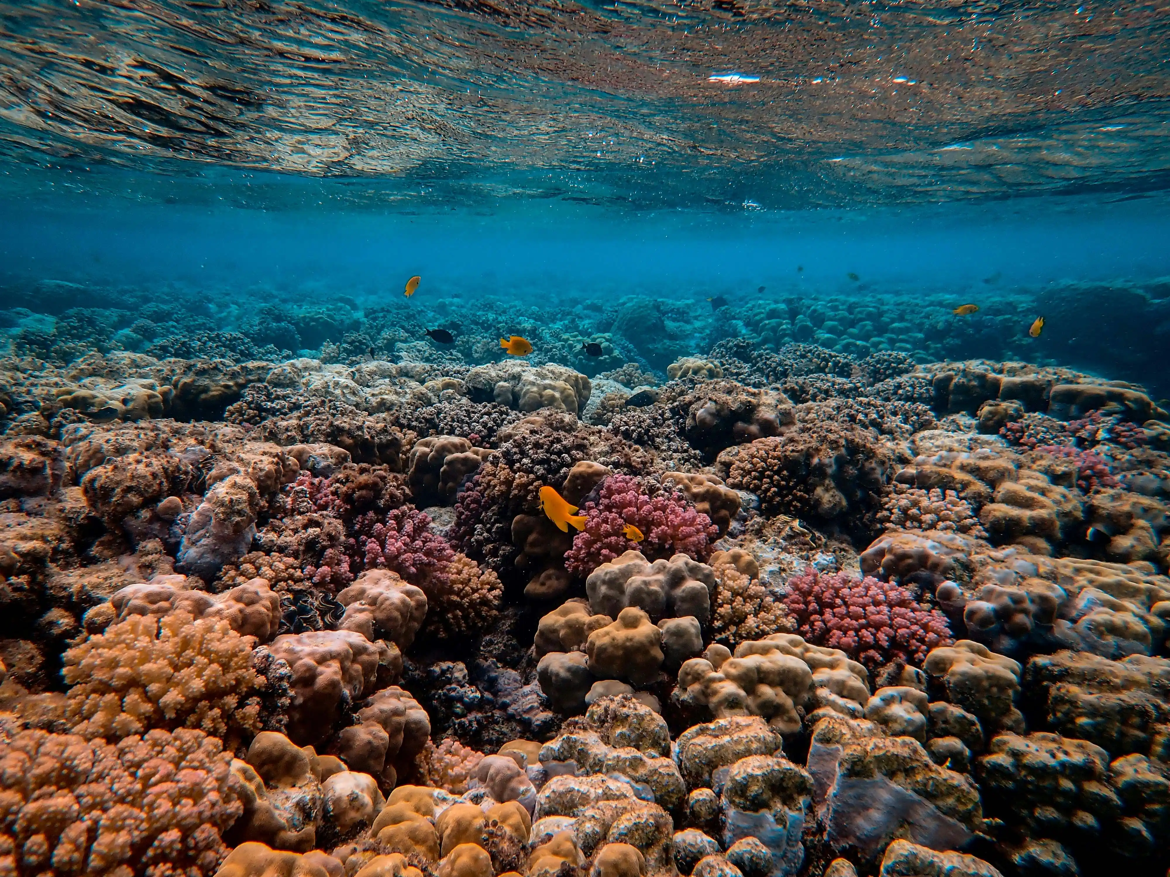 A coral reef teeming with fish