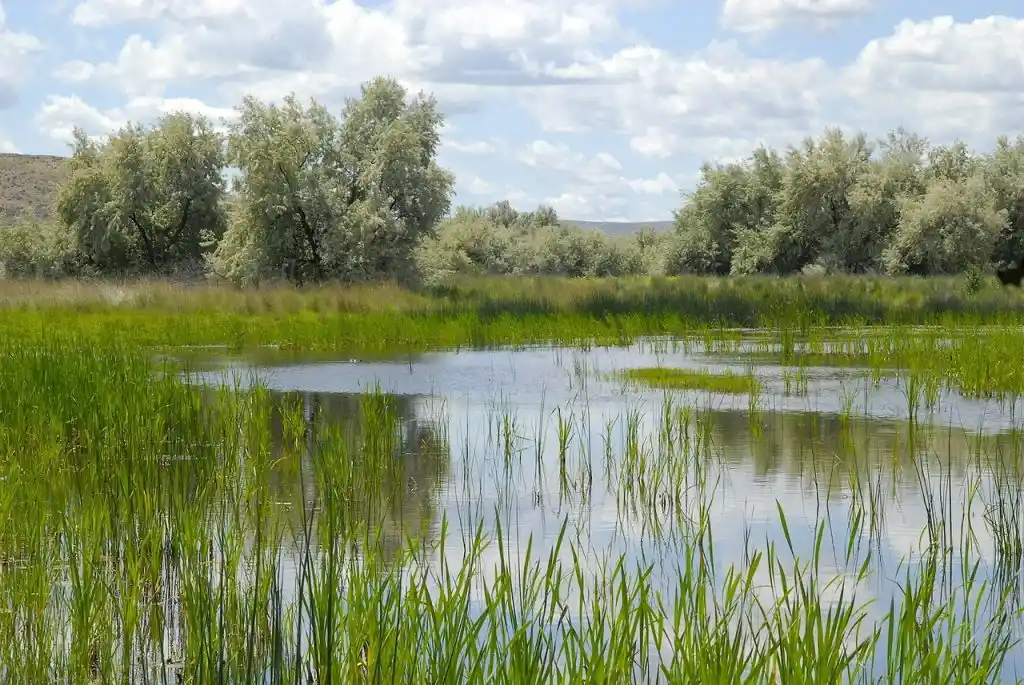 Wetland grasses and still water under a cloudy sky