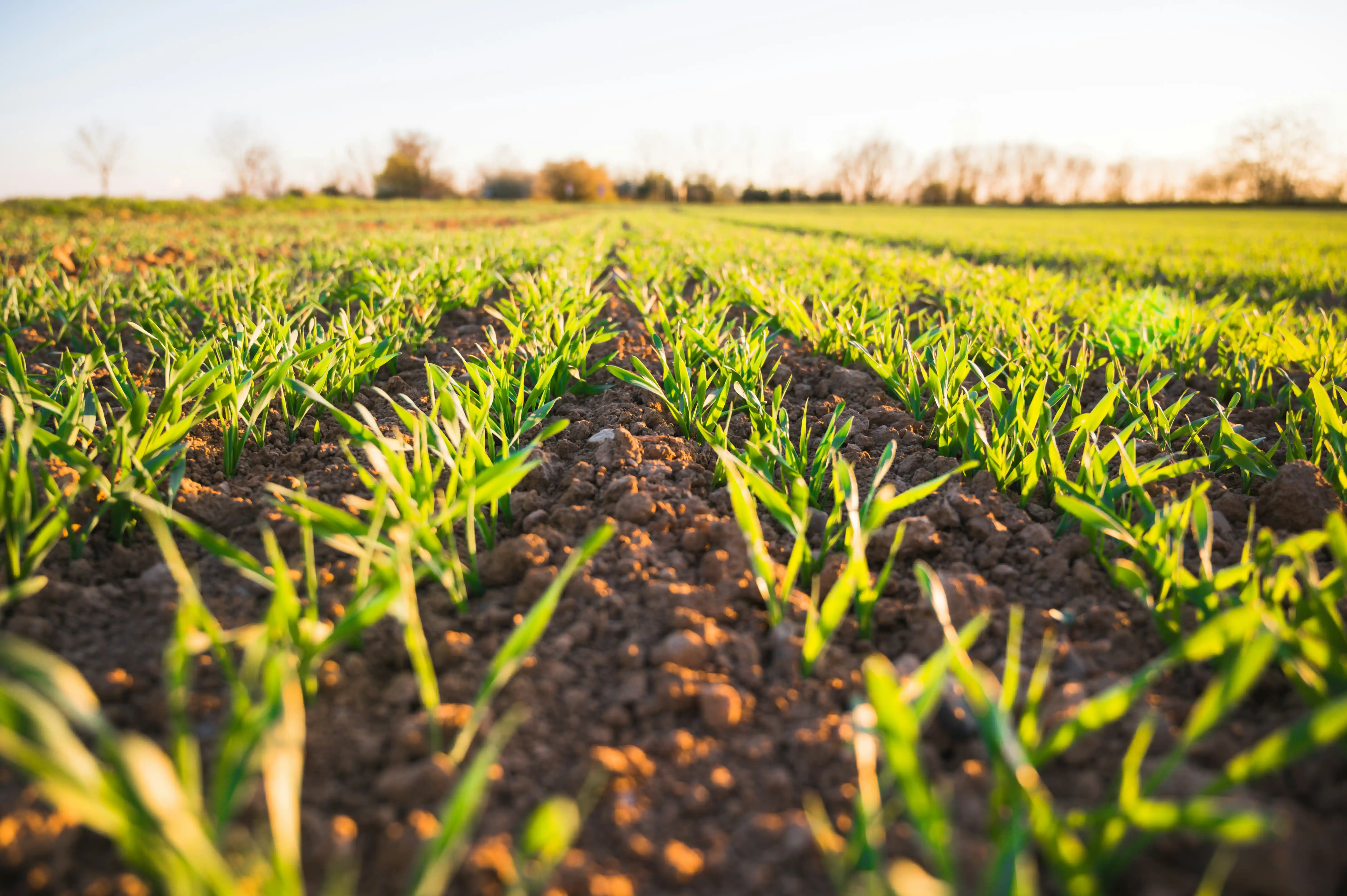 Rows of young green crop seedlings in freshly tilled soil