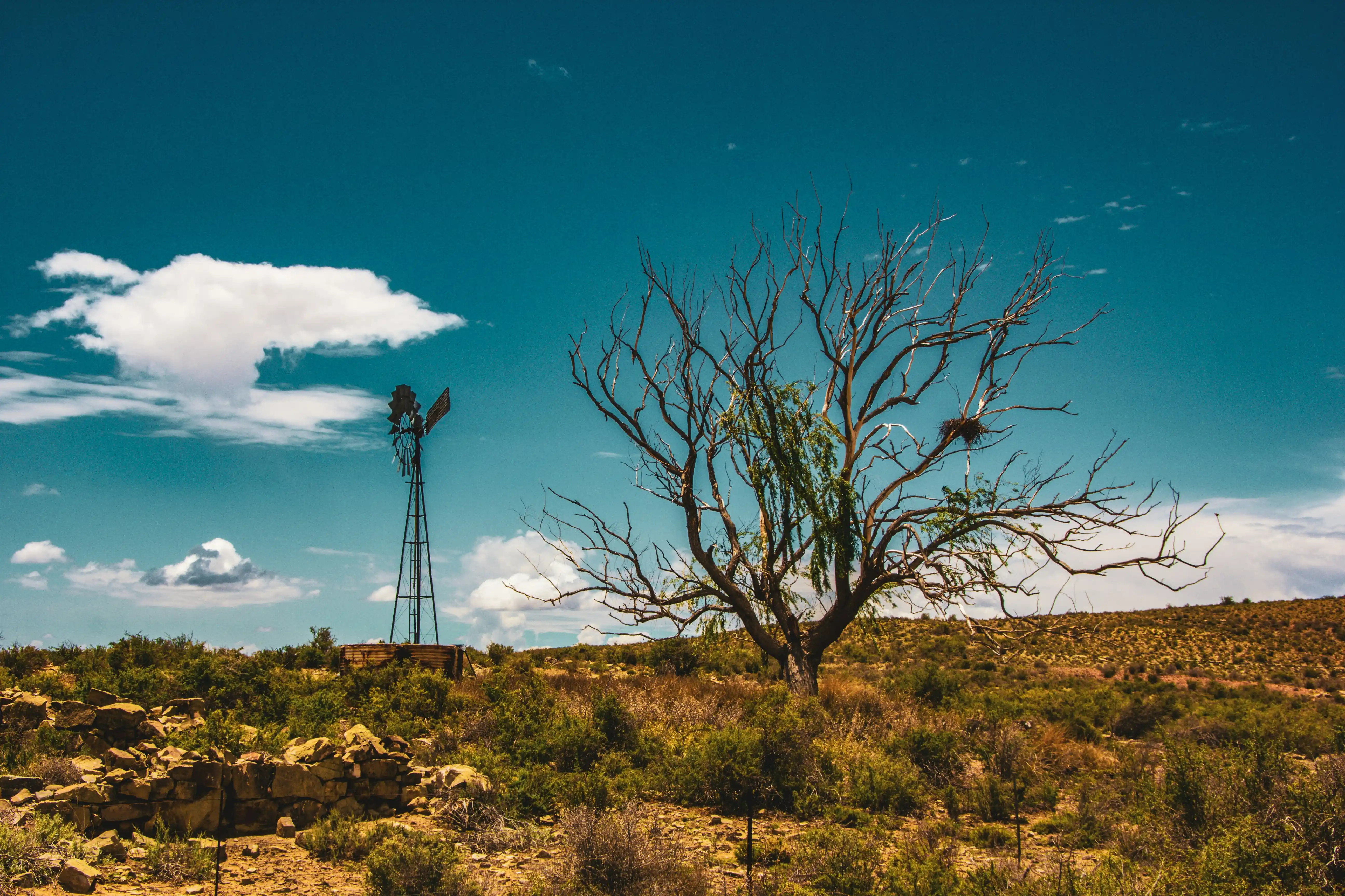 A dry Karoo landscape with a windmill and bare tree