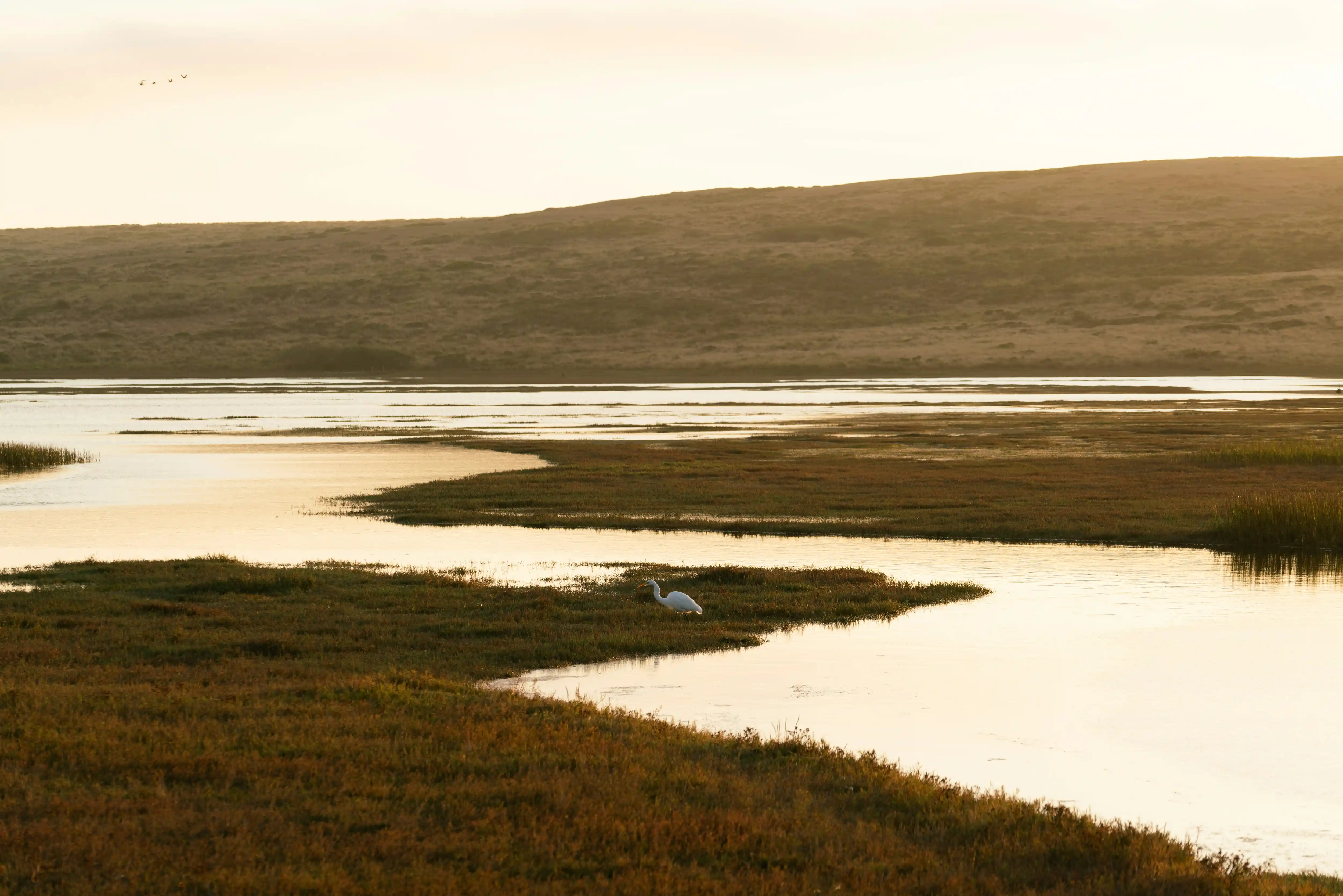 A wading bird in a wetland at golden hour