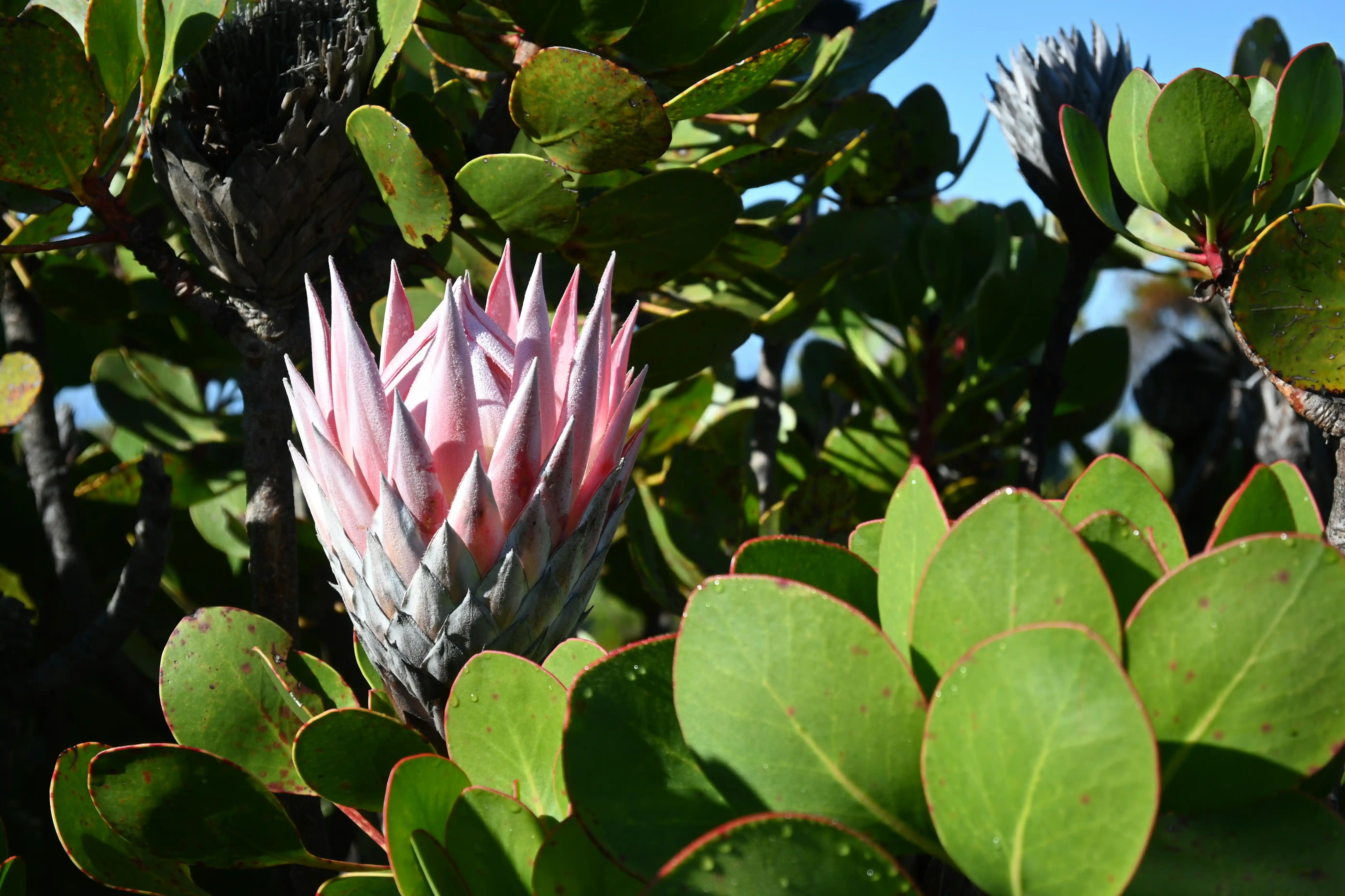 A King Protea flower, South Africa's national flower